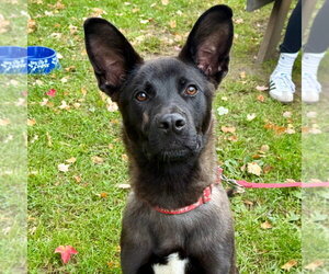 Mutt Dogs for adoption in Canton, CT, USA