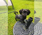 Small #5 Shih Tzu