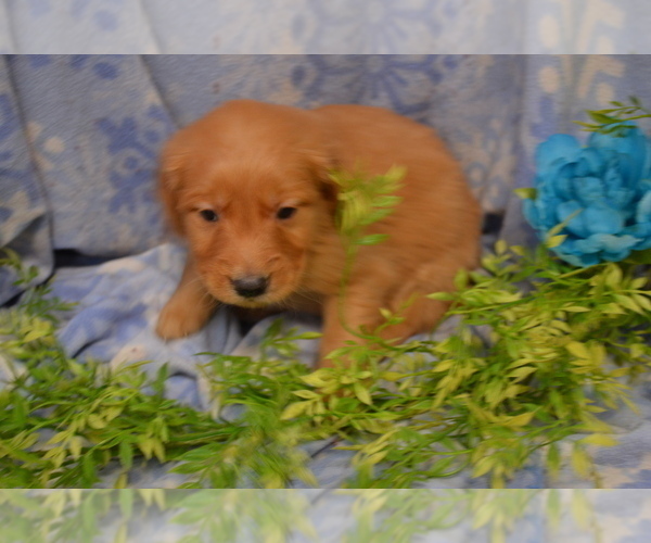 Medium Photo #3 Golden Retriever Puppy For Sale in GREENWOOD, WI, USA