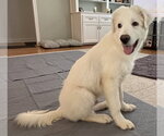 Small #6 Great Pyrenees