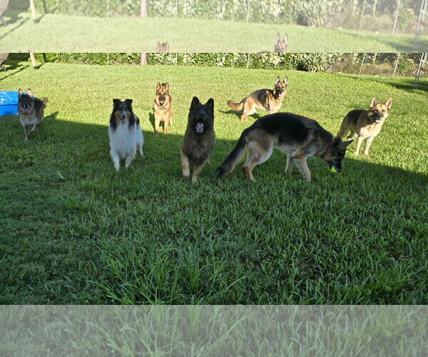 Medium Photo #8 German Shepherd Dog Puppy For Sale in Plantation, FL, USA