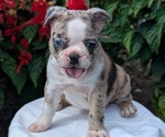 Small #2 Faux Frenchbo Bulldog
