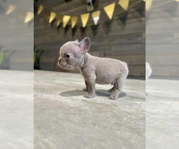 Medium Photo #3 French Bulldog Puppy For Sale in EASTVALE, CA, USA