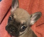 Puppy Tinkerbell French Bulldog