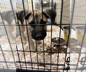 Black Mouth Cur Dogs for adoption in Texas City, TX, USA