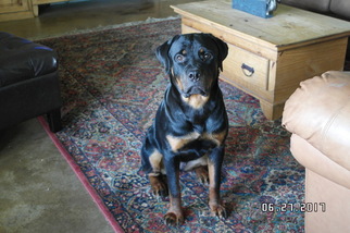 Rottweiler Puppy for sale in BRUCEVILLE, TX, USA