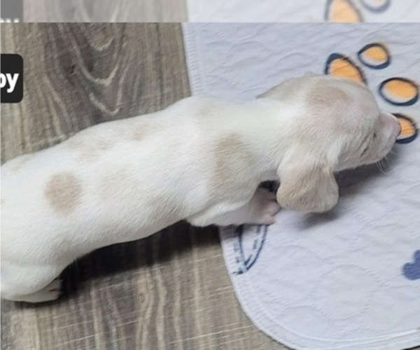 Medium Photo #8 Dachshund Puppy For Sale in SALISBURY, NC, USA