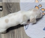 Small #7 Dachshund