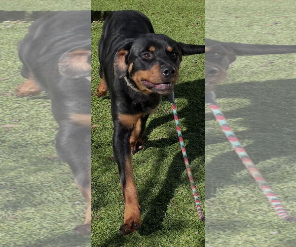 Medium Photo #3 Rottweiler Puppy For Sale in Mooresville, NC, USA