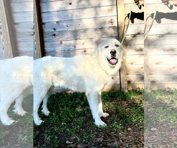 Medium Photo #4 Great Pyrenees Puppy For Sale in Spring, TX, USA