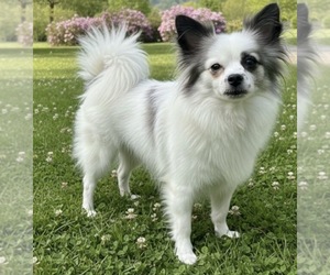Mother of the Miniature Spitz-Pug Mix puppies born on 04/29/2026