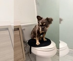 Small #2 French Bulldog