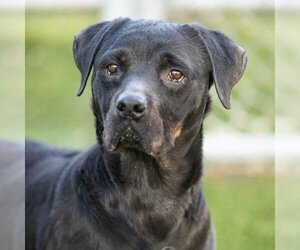 Rottweiler-Unknown Mix Dogs for adoption in Camarillo, CA, USA