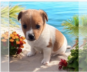 Jack Russell Terrier Puppy for sale in NASHVILLE, NC, USA