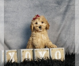 Cavapoo Puppy for sale in WARSAW, IN, USA