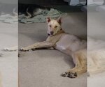Small #3 Collie Mix