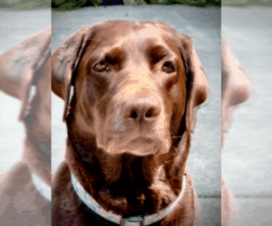 Mother of the Labrador Retriever puppies born on 04/29/2026