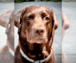 Small Photo #1 Labrador Retriever Puppy For Sale in JAMESTOWN, PA, USA