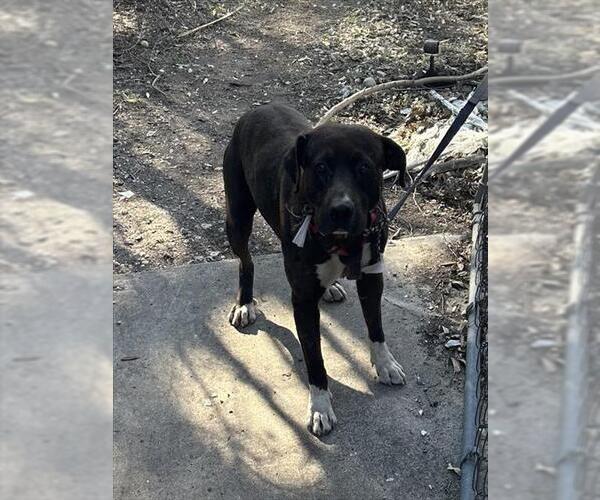 Medium Photo #1 American Staffordshire Terrier-Unknown Mix Puppy For Sale in San Antonio, TX, USA