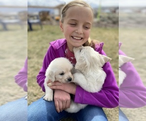 English Cream Golden Retriever Puppy for Sale in PAYSON, Utah USA