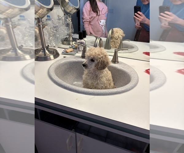 Medium Photo #45 Poodle (Miniature) Puppy For Sale in EAST AMHERST, NY, USA