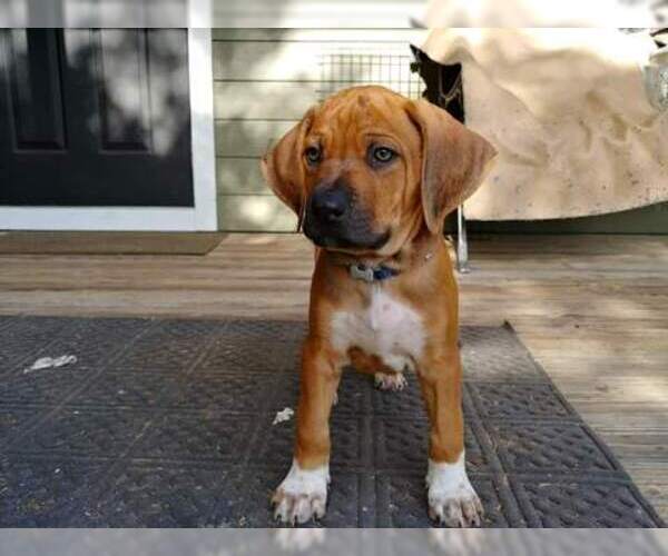 Medium Photo #1 Rhodesian Ridgeback Puppy For Sale in NEW SMYRNA, FL, USA