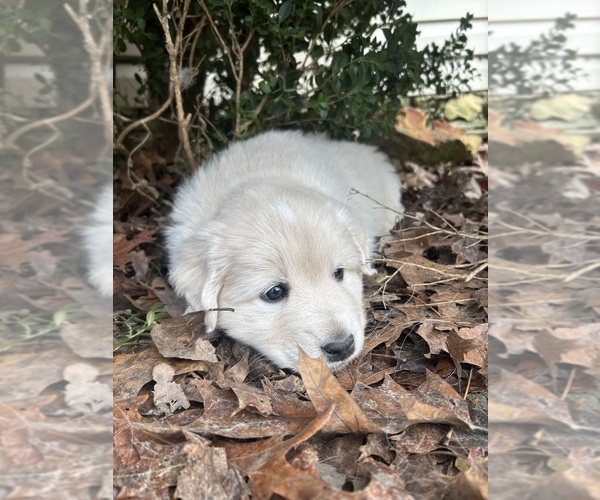 Medium Photo #2 Newfoundland-Samoyed Mix Puppy For Sale in ODENTON, MD, USA