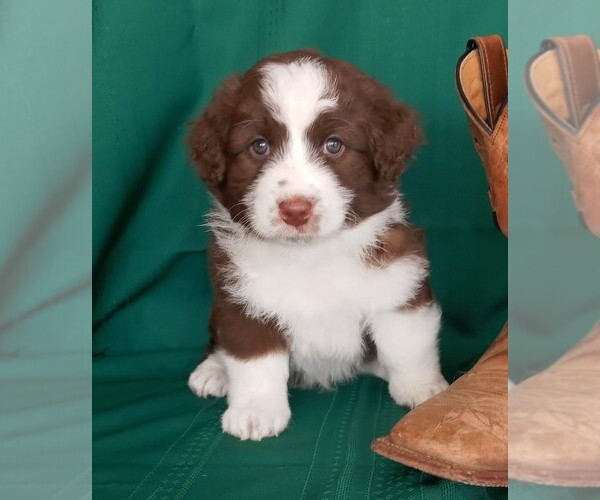 Medium Photo #1 Aussiedoodle Miniature  Puppy For Sale in LAURA, OH, USA