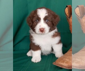 Aussiedoodle Miniature  Puppy for Sale in LAURA, Ohio USA