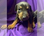 Small Photo #8 Doberman Pinscher Puppy For Sale in MILL SPRING, NC, USA