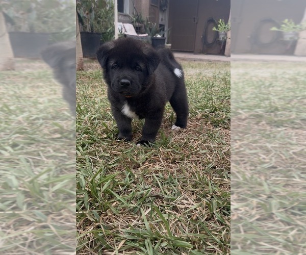 Medium Photo #1 Akita Puppy For Sale in YUMA, AZ, USA