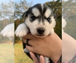 Small Photo #4 German Shepherd Dog-Siberian Husky Mix Puppy For Sale in BRIDGETON, NJ, USA