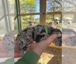 Small Photo #2 Great Dane Puppy For Sale in CLAREMORE, OK, USA