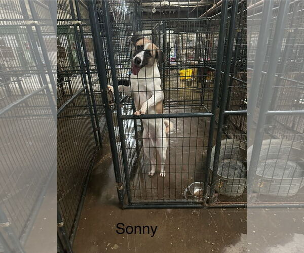 Medium Photo #1 Mutt Puppy For Sale in Jackson, MS, USA