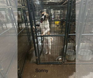 Mutt Dogs for adoption in Jackson, MS, USA