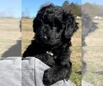 Puppy 6 Aussiedoodle Miniature 