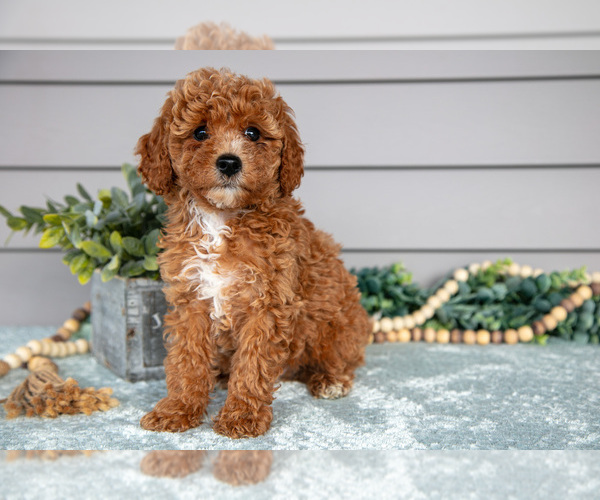 Medium Photo #1 Poodle (Miniature) Puppy For Sale in WOLCOTTVILLE, IN, USA