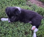 Puppy Bachelors Butto Border-Aussie