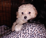 Small Photo #10 Maltipoo Puppy For Sale in VALLEJO, CA, USA