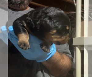 Rottweiler Puppy for sale in WALLINGFORD, CT, USA