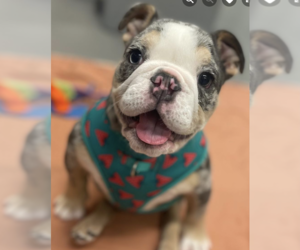 Bulldog Dogs for adoption in Catasauqua, PA, USA