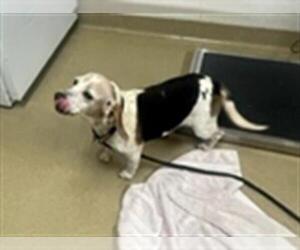 Beagle Dogs for adoption in Easton, MD, USA
