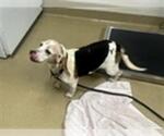 Small Beagle