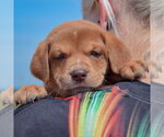 Small #4 American Bulldog-Chocolate Labrador retriever Mix