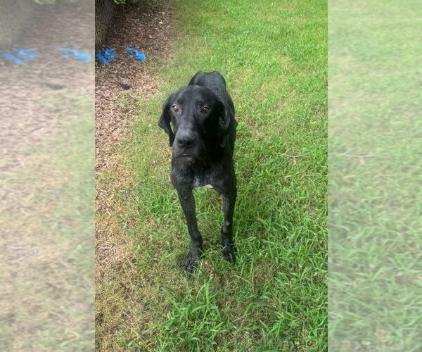 Medium Photo #1 Great Dane Puppy For Sale in Bullard, TX, USA