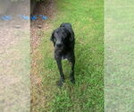 Small Great Dane