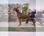 Small #2 Doberman Pinscher