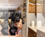 Puppy Puppy 2 Dachshund