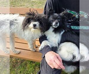 Pomeranian Dogs for adoption in Unionville, PA, USA