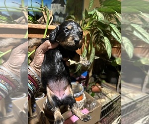 Dachshund Puppy for sale in LYNCHBURG, VA, USA
